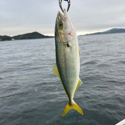 ツバス