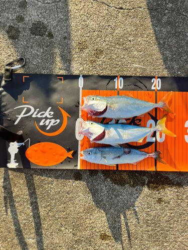 ワカシの釣果