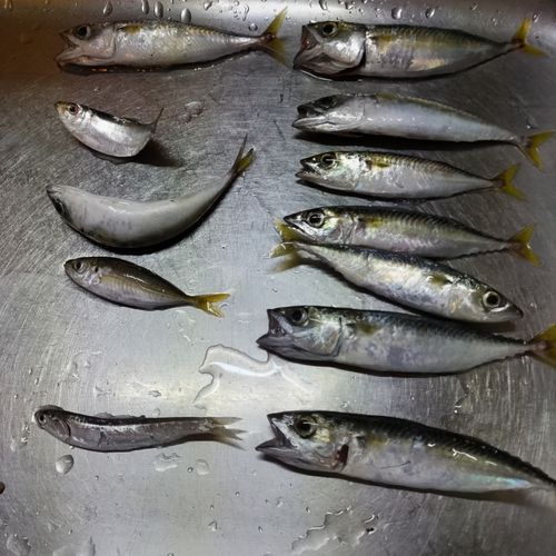 サバの釣果