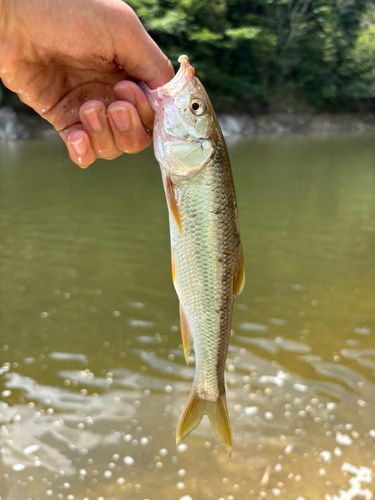 ハスの釣果