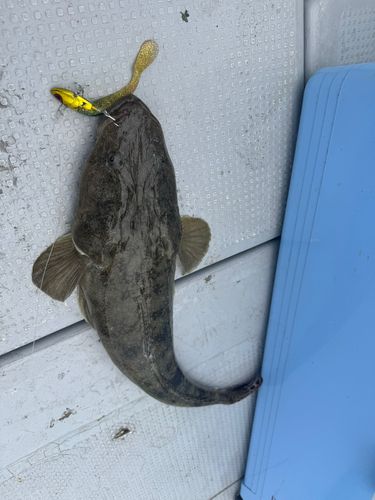 マゴチの釣果
