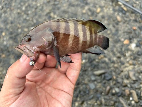 ヤミハタの釣果