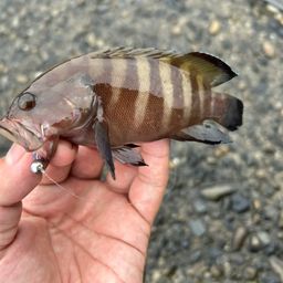 ヤミハタ