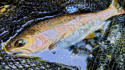 ヤマメの釣果