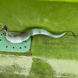 タチウオ