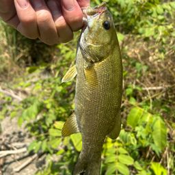 スモールマウスバス