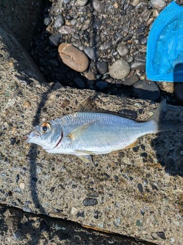 クロサギの釣果