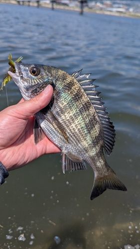 キビレの釣果