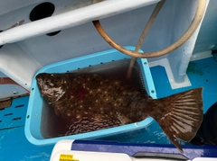 ヒラメの釣果