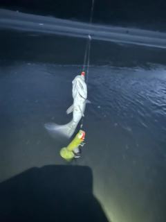 セイゴ(ヒラスズキ)の釣果