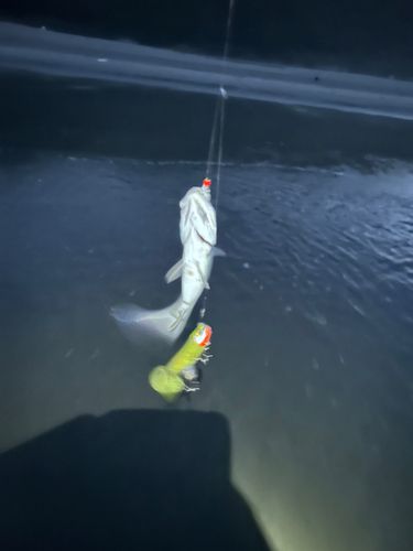 セイゴ（ヒラスズキ）