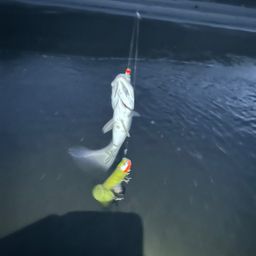 セイゴ（ヒラスズキ）