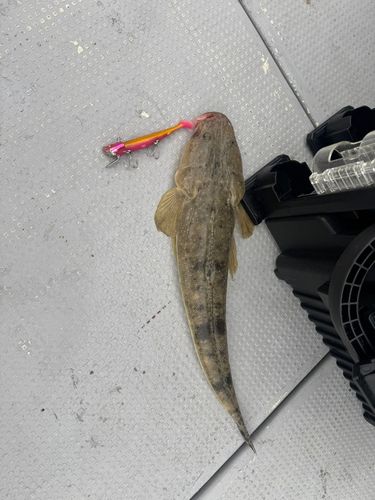 マゴチの釣果