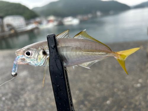 マルアジの釣果