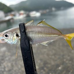 マルアジ