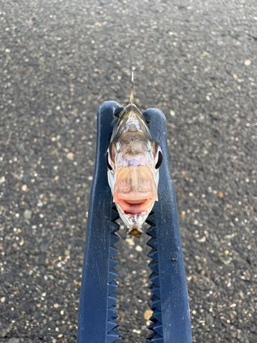 ヒイラギの釣果