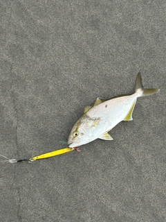 ショゴの釣果