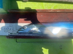 タチウオの釣果