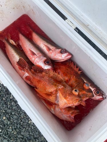 ウッカリカサゴの釣果