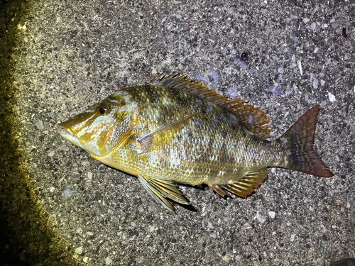 ハマフエフキの釣果