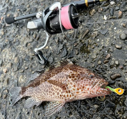 オオモンハタの釣果