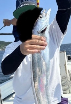タチウオの釣果