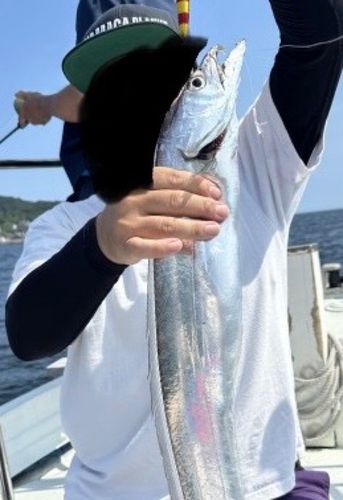 タチウオの釣果