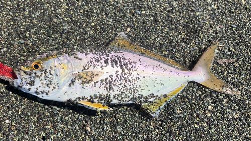 ショゴの釣果