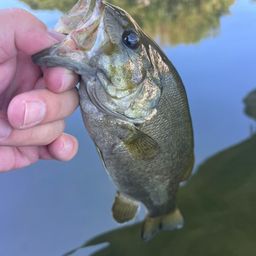 スモールマウスバス