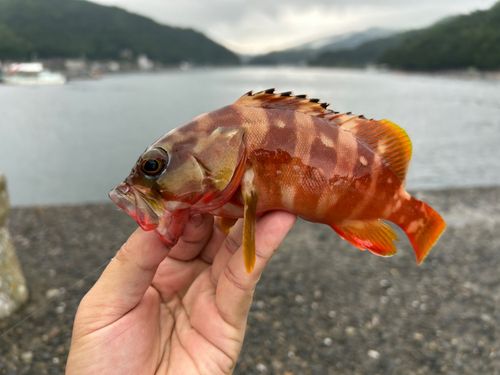 アカハタの釣果