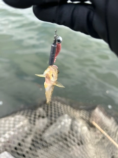 ハゼの釣果