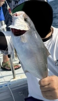 シオの釣果