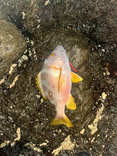 シブダイの釣果