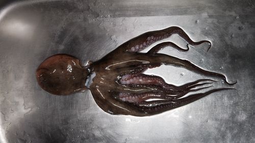 タコの釣果