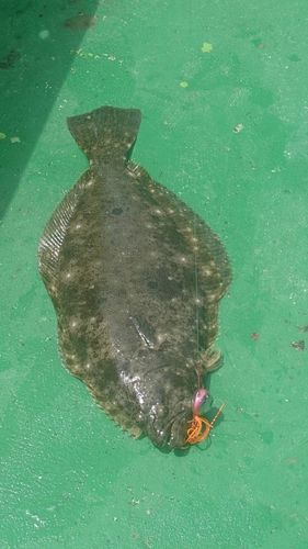 ヒラメの釣果