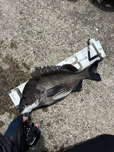 クロダイの釣果