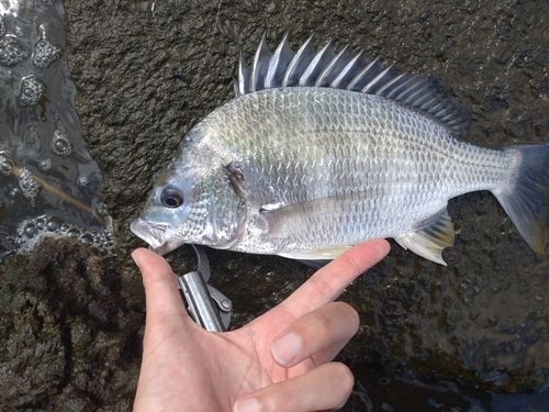 キビレの釣果