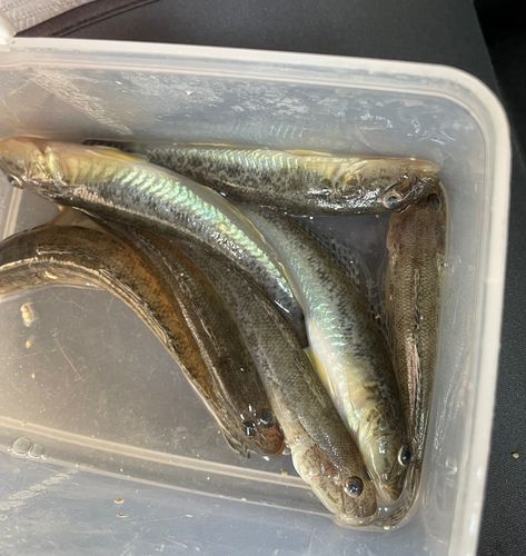 ハゼの釣果