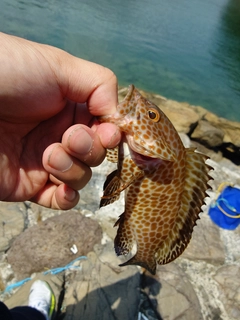 オオモンハタの釣果