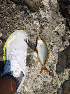 シオの釣果