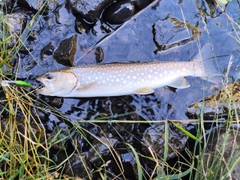 アメマスの釣果