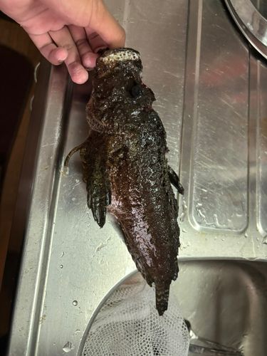 オニオコゼの釣果