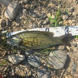 スモールマウスバス