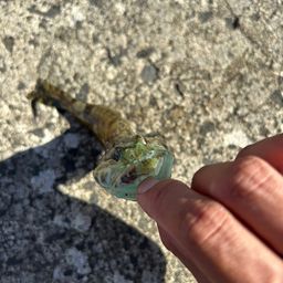 ハゼ