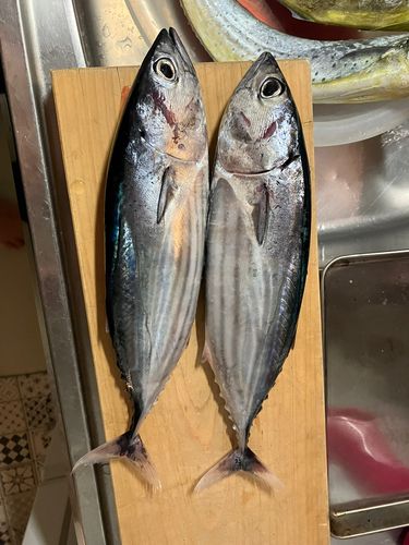 カツオの釣果