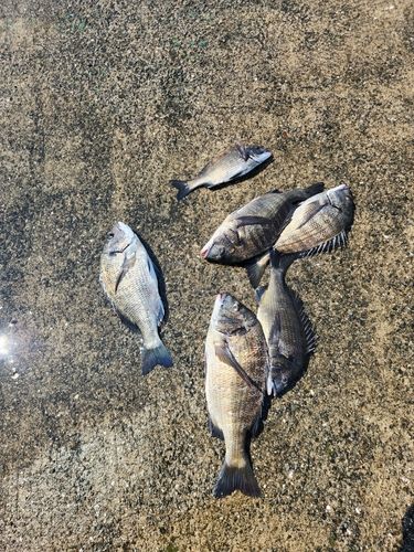 クロダイの釣果