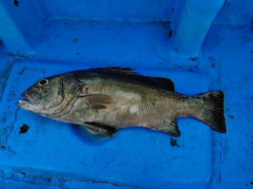イシナギの釣果