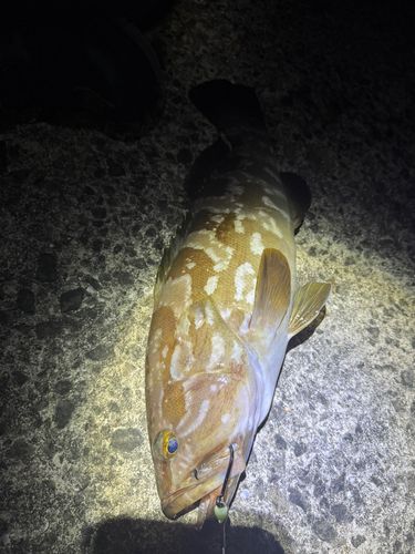 アラの釣果