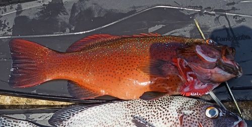 スジアラの釣果