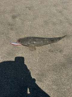 マゴチの釣果